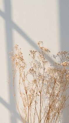 the shadow of a plant is cast on a white wall behind a vase with dried flowers in it