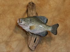 a fish mounted to the side of a wall