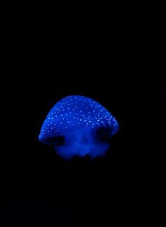 a blue jellyfish floating in the dark water