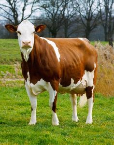 a brown and white cow standing on top of a lush green field