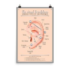 the external anatomy of the ear is shown in this poster, with information about its functions