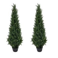 two potted trees are shown side by side