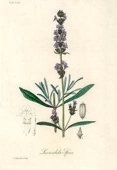 an illustration of a plant with leaves and flowers