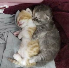 two kittens are cuddling together on a blanket