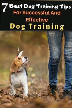 a dog on a leash being held by its owner in the woods with text overlay that reads 7 best dog training tips for successful and effective dog training