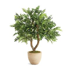 a small potted plant with green leaves on it's top, in front of a white background