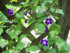 purple flowers growing on the side of a wooden trellis in front of a tree