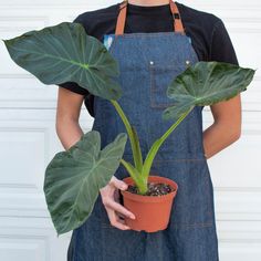 a person wearing an apron holding a potted plant