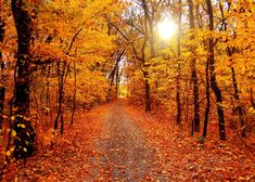 the sun shines brightly through the trees in an autumn forest