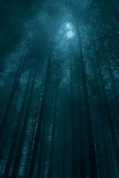 a forest filled with lots of tall trees under a full moonlit sky at night