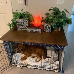 a brown dog laying on top of a bed next to a metal cage filled with plants