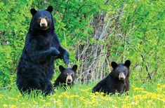 three black bears standing in the grass near some trees and yellow wildflowers, with one bear looking at the camera