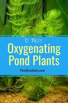 the top 10 best oxygenanting pond plants for beginners to learn how to grow them