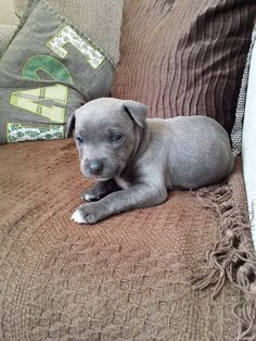 a small gray dog laying on top of a brown couch next to pillows and blankets