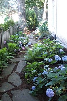 there is a stone path in the middle of this garden with blue hydrangeas