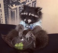 a raccoon sitting on top of a couch holding a glass bowl filled with fruit