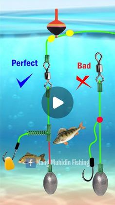 an animated fishing game with different types of fish