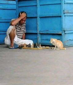 a man sitting on the ground next to a cat playing chess with a yellow kitten