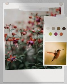 an image of a hummingbird in flight and flowers with color swatches on them