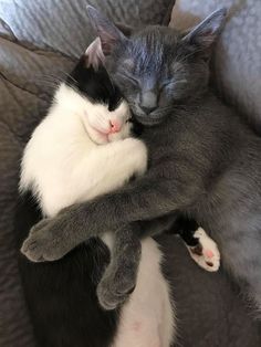 two cats cuddling together on a couch