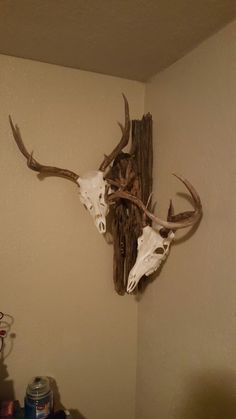 a deer skull mounted to the wall with antlers on it's back end