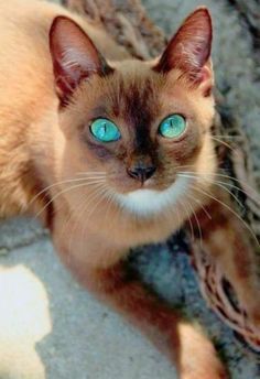 a siamese cat with blue eyes laying on the ground