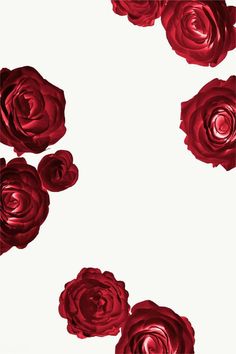 red roses floating in the air against a white background