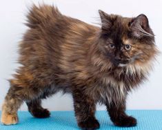 a fluffy cat standing on top of a blue mat