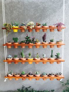 there are many potted plants on the wall