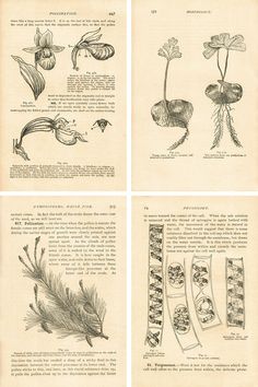 four pages with drawings of plants and flowers in them, all showing the different stages of growth