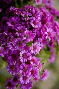 purple flowers are growing in the garden