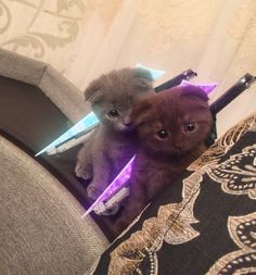 two small kittens sitting on top of a couch