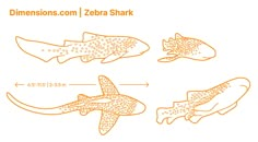 four different types of sharks are shown in orange ink on a white background with the words dimensionss com zebra shark