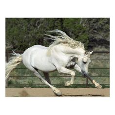 a white horse is galloping in an enclosed area