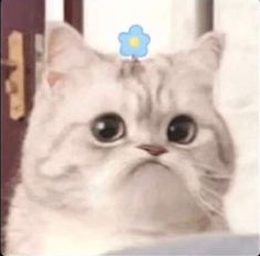 a white cat with a blue flower on top of it's head looking at the camera