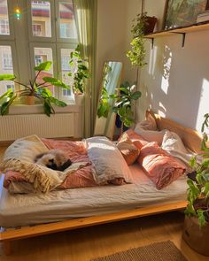 a dog laying on a bed in a room with potted plants and other items