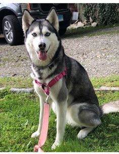 a husky dog sitting in the grass with its tongue out