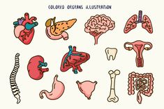 an image of different types of human organs