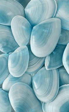 close up view of blue seashells in the ocean for background or wallpaper