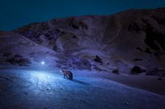 a horse standing in the middle of a field at night