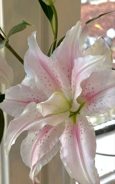 a white and pink flower is in a vase