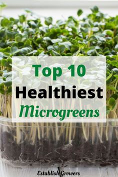 growing microgreens Microgreen Garden, Microgreens Garden, Microgreens Recipe, Growing Sprouts, Micro Garden, Healthiest Foods, Growing Microgreens, Sprouting Seeds, Growing Greens