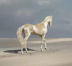 a white horse standing on top of a sandy beach next to the ocean and clouds