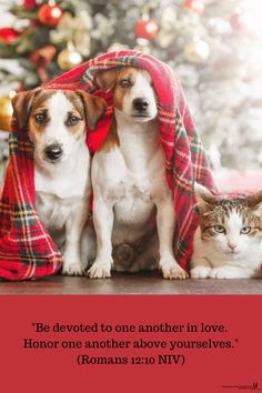 two dogs and a cat under a blanket with a christmas tree in the background that says, be devoted to one another in love