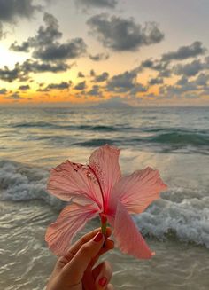 a person holding up a pink flower in front of the ocean at sunset or sunrise