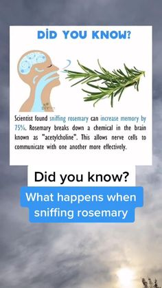 What You Didn't Know About Sniffing Rosemary? in 2022 | Health facts, Health knowledge, How to stay healthy Food Health Benefits, Natural Healing Remedies, Herbal Healing, Home Health Remedies, Health And Fitness Articles, Herbs For Health, Health Knowledge, Good Health Tips, Natural Health Remedies