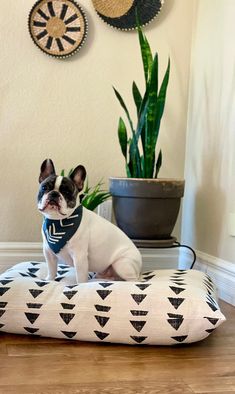 a small dog sitting on top of a pillow in front of a potted plant