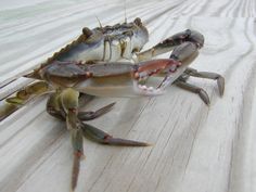 two crabs sitting on top of a wooden table