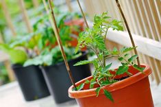 several potted plants are on the porch