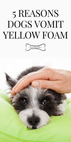 a person petting a small dog on top of a green pillow with the words 5 reasons dogs vomtt yellow foam